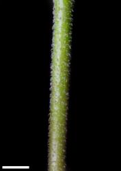 Veronica plebeia. Stem. Scale = 1 mm.
 Image: P.J. Garnock-Jones © Te Papa CC-BY-NC 3.0 NZ